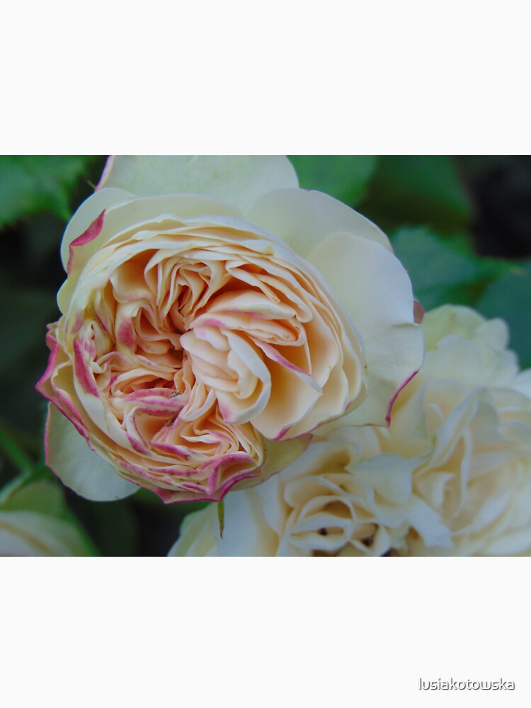 Beautiful rose by lusiakotowska