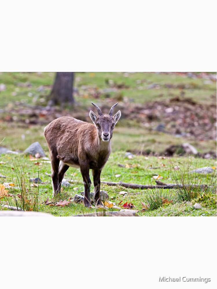 Baby Ibex by Michael Cummings T-Shirts, Hoodie, Sweatshirt | BlankRebels.com (Image 3)