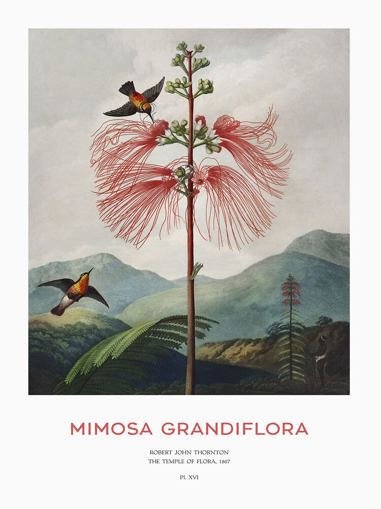 Tree Calliandra or Mimosa Grandiflora by Vintagrafica T-Shirts, Hoodie, Sweatshirt | BlankRebels.com (Image 3)