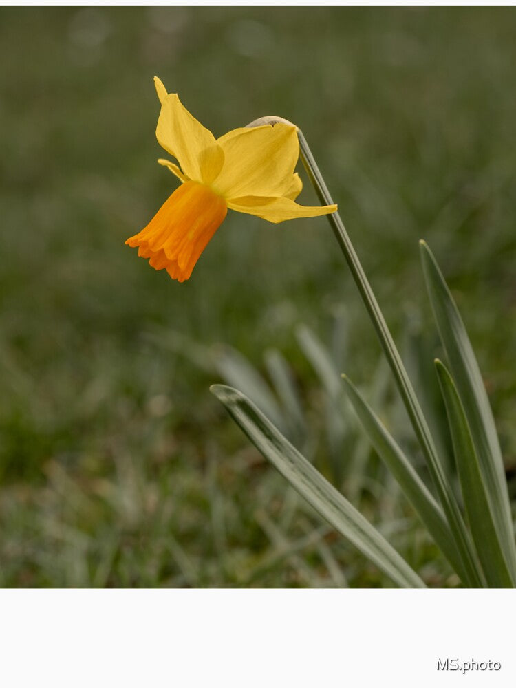 Daffodil by MS.photo