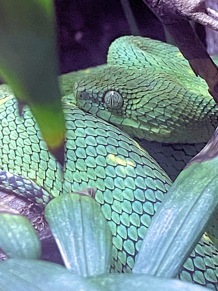 BUSH VIPER 1 by BOLLA67 T-Shirts, Hoodie, Sweatshirt | BlankRebels.com (Image 3)