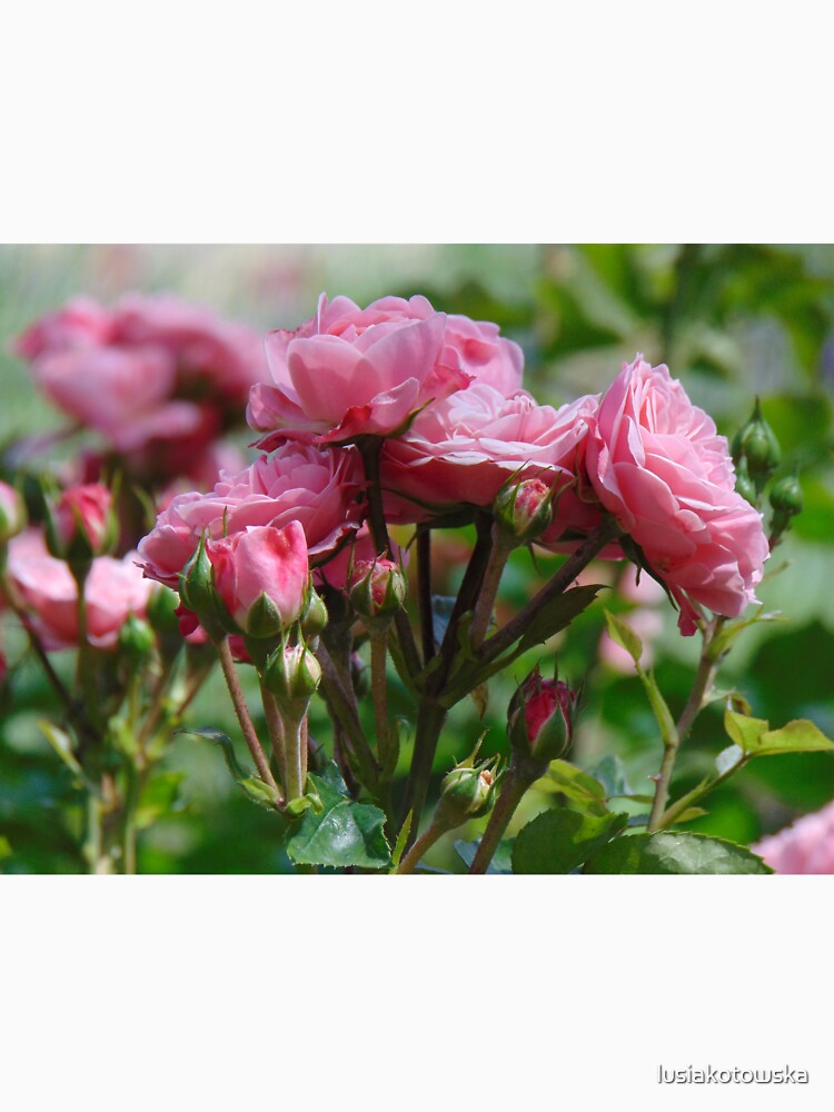 Beautiful roses by lusiakotowska