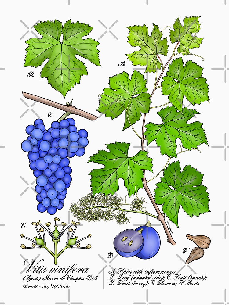 Grape Botanical Plate by LucasKias T-Shirts, Hoodie, Sweatshirt | BlankRebels.com (Image 3)