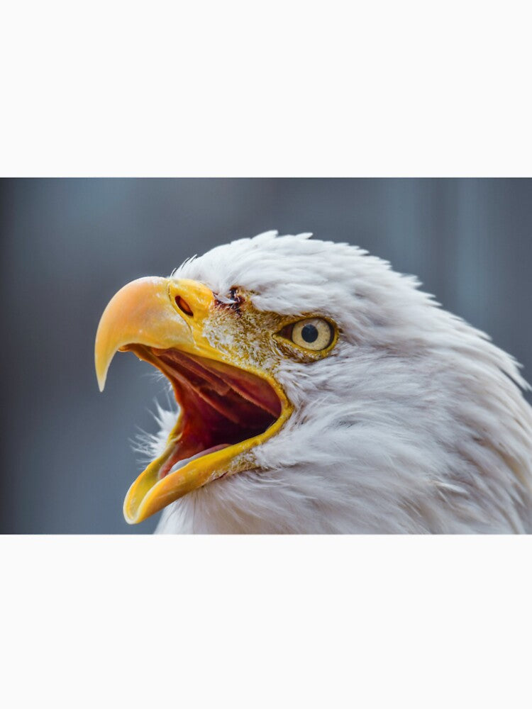 bald eagle head close up by aim4adventure T-Shirts, Hoodie, Sweatshirt | BlankRebels.com (Image 2)