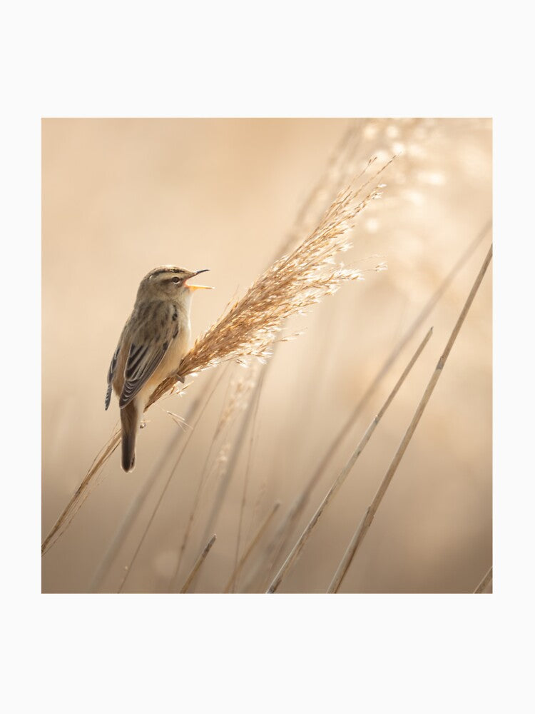 Sedge Warbler by JackBranscombe T-Shirts, Hoodie, Sweatshirt | BlankRebels.com (Image 2)
