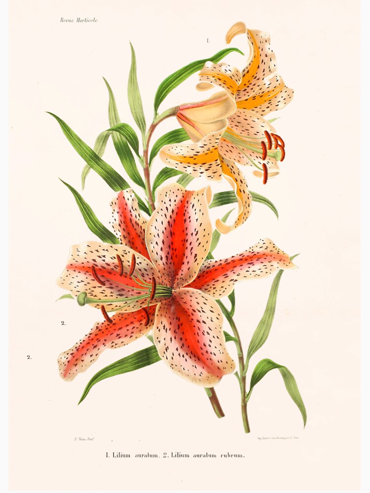 Golden-rayed lily Illustration - Lilium auratum by FloraObscura T-Shirts, Hoodie, Sweatshirt | BlankRebels.com (Image 2)