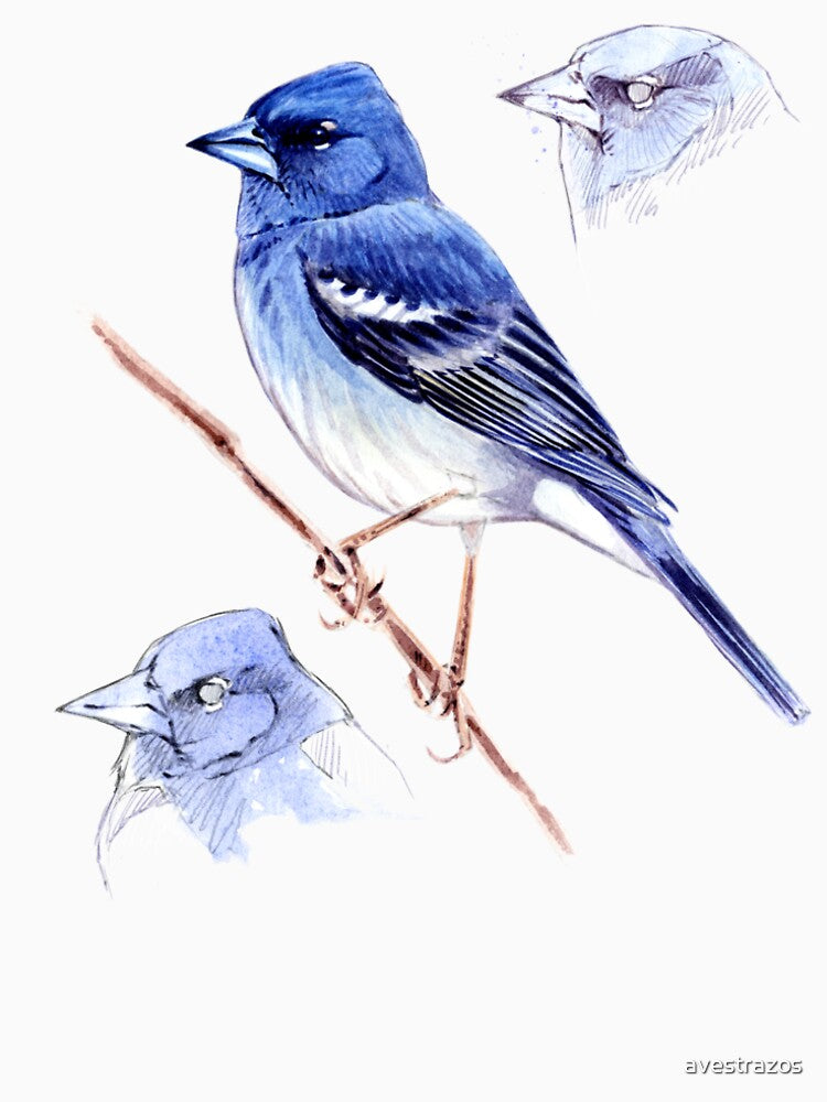 Blue Finch & Sketches by avestrazos