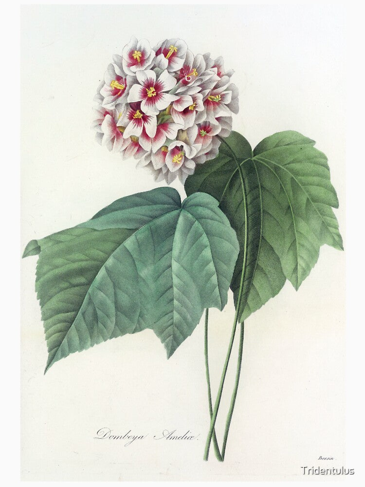 Pierre-Joseph Redouté: Dombeya Ameliae by Tridentulus T-Shirts, Hoodie, Sweatshirt | BlankRebels.com (Image 3)