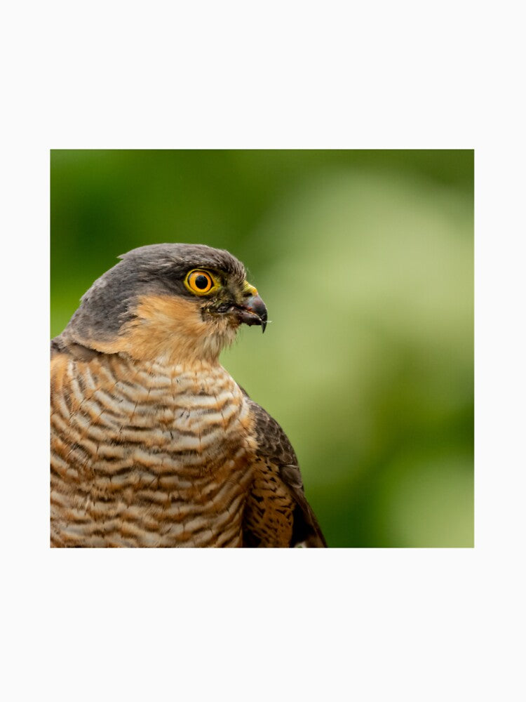 Sparrowhawk by JackBranscombe T-Shirts, Hoodie, Sweatshirt | BlankRebels.com (Image 2)