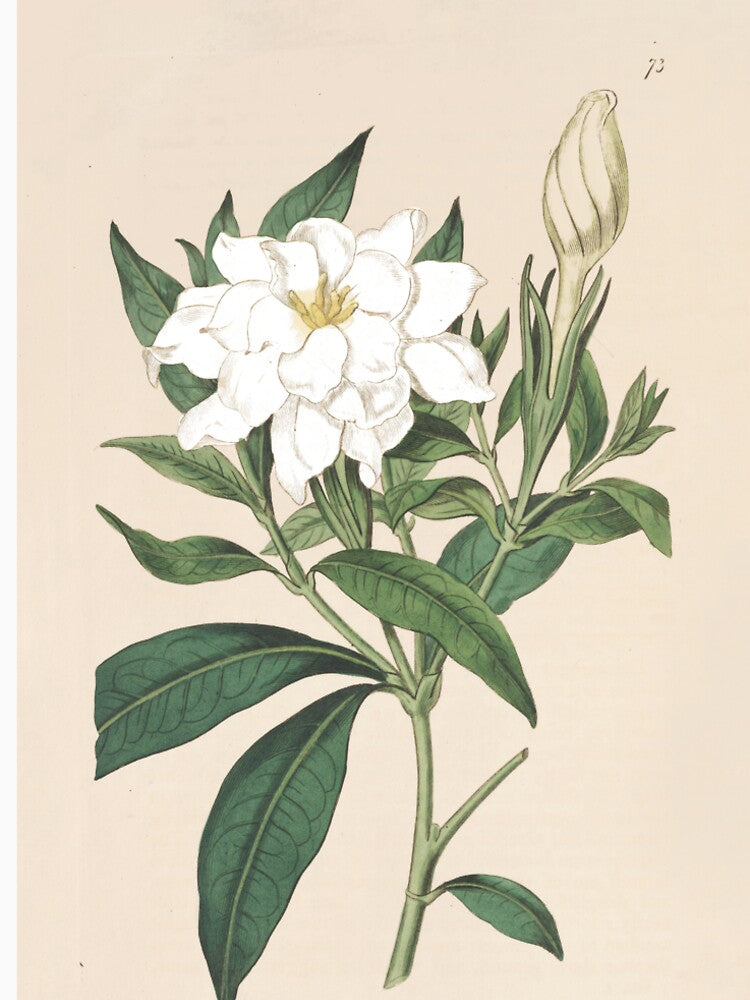 Cape Jasmine Illustration - Gardenia jasminoides by FloraObscura T-Shirts, Hoodie, Sweatshirt | BlankRebels.com (Image 2)