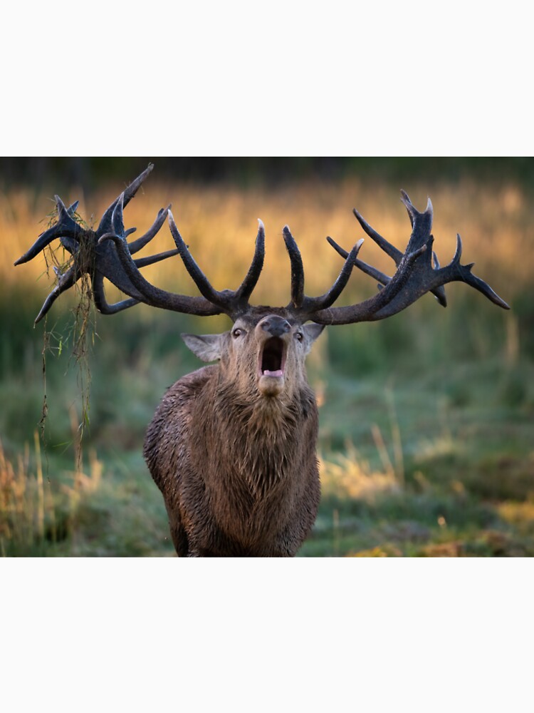 Red Deer roaring by JackBranscombe T-Shirts, Hoodie, Sweatshirt | BlankRebels.com (Image 2)