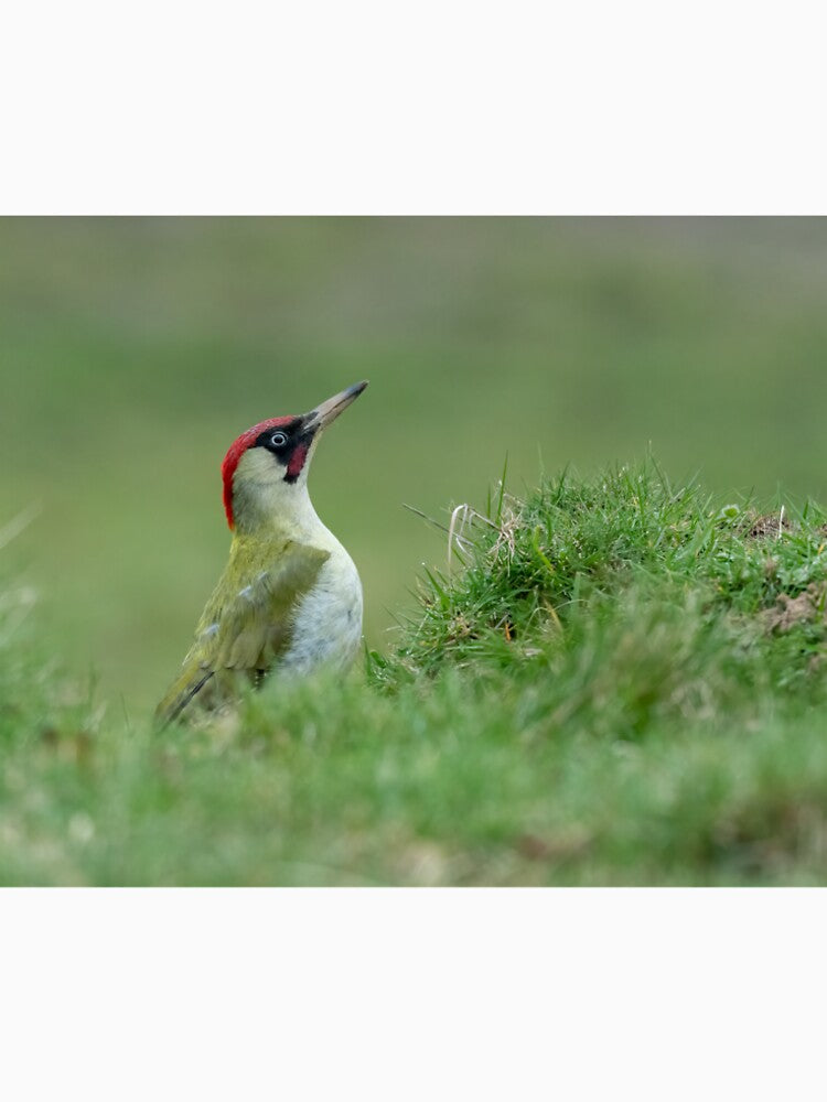 Green Woodpecker by JackBranscombe T-Shirts, Hoodie, Sweatshirt | BlankRebels.com (Image 2)