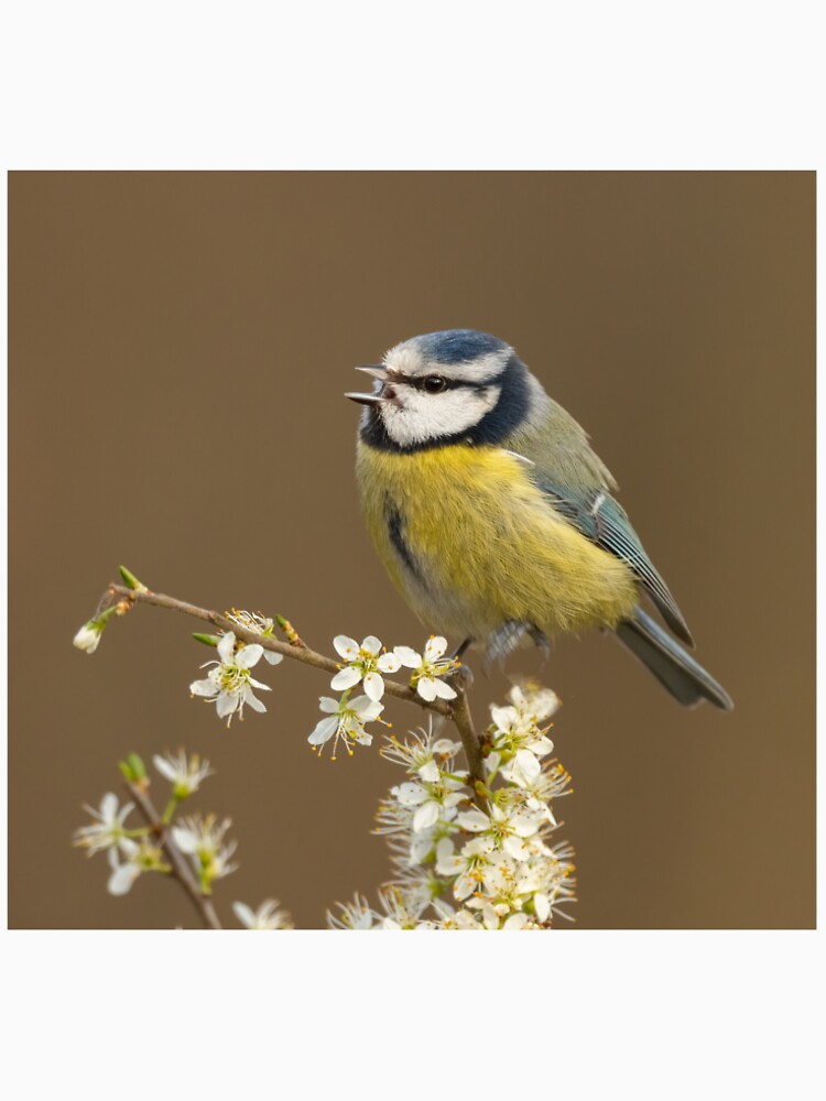 Blue tit singing by JackBranscombe T-Shirts, Hoodie, Sweatshirt | BlankRebels.com (Image 2)