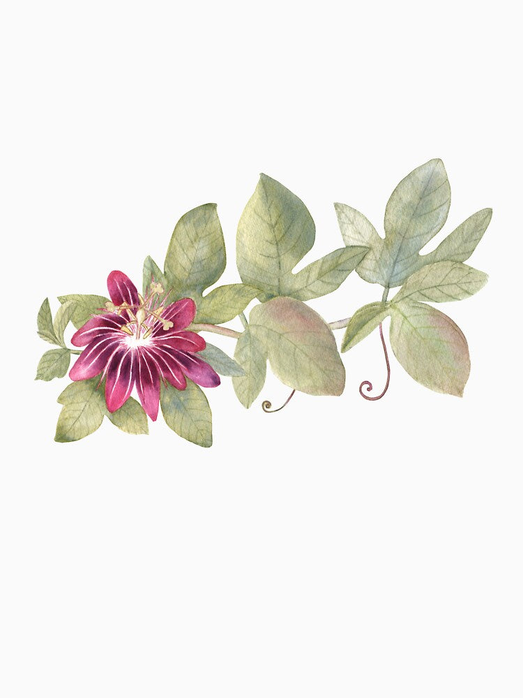 Passiflora flower by Flowersforbear