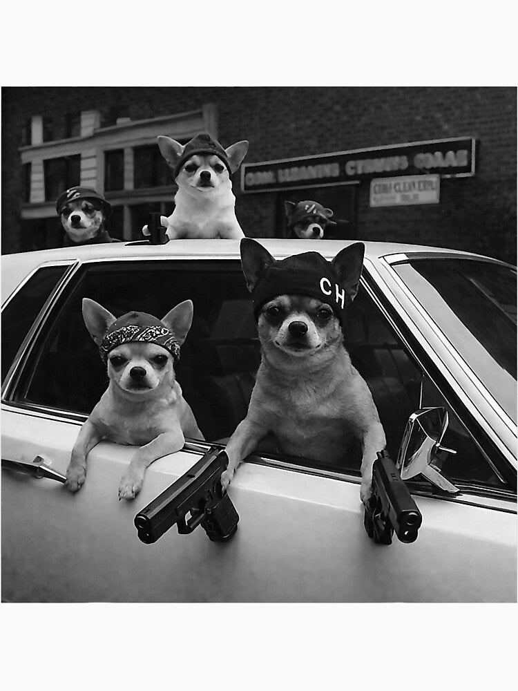 Funny Chihuahua Meme Chihuahua Gangster Dog Street T-Shirts, Hoodie, Sweatshirt