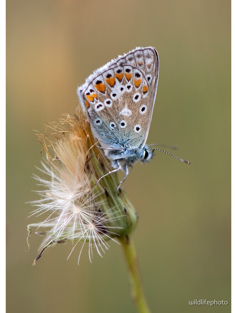 Common Blue butterfly by wildlifephoto T-Shirts, Hoodie, Sweatshirt | BlankRebels.com (Image 3)