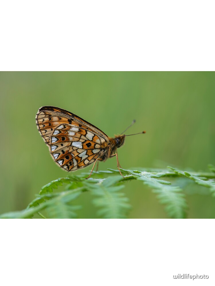 Small Pearl Bordered fritillary butterfly by wildlifephoto T-Shirts, Hoodie, Sweatshirt | BlankRebels.com (Image 3)