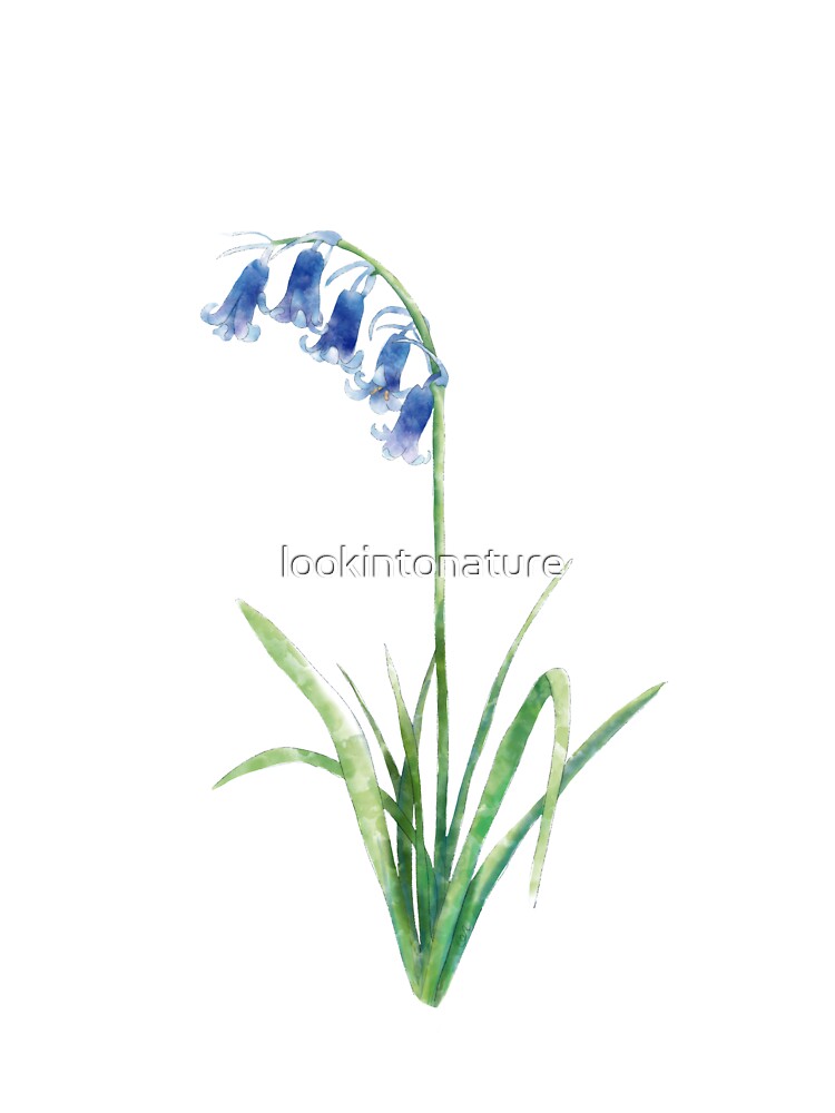 Bluebell by lookintonature T-Shirts, Hoodie, Sweatshirt | BlankRebels.com (Image 3)