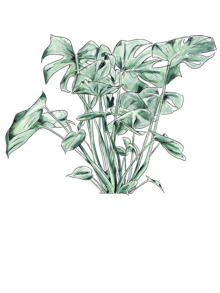 Botanical Monstera Study Watercolor Art by Nathan Graves Art T-Shirts, Hoodie, Sweatshirt | BlankRebels.com (Image 3)