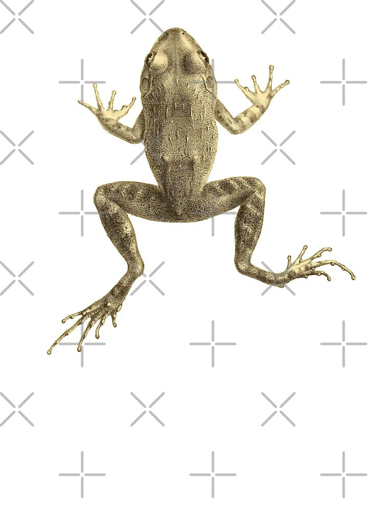 Scientific Illustration of a Frog by bookishneighbor T-Shirts, Hoodie, Sweatshirt | BlankRebels.com (Image 3)