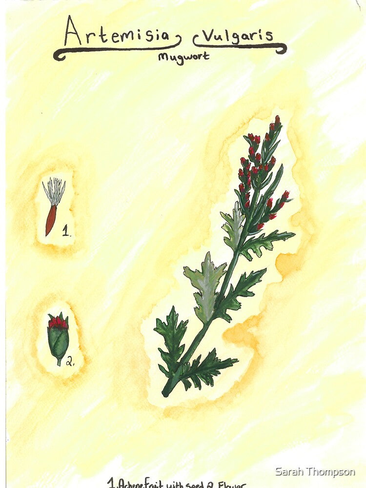 Artemisia vulgaris (Mugwort) by fhandsmcmike T-Shirts, Hoodie, Sweatshirt | BlankRebels.com (Image 3)