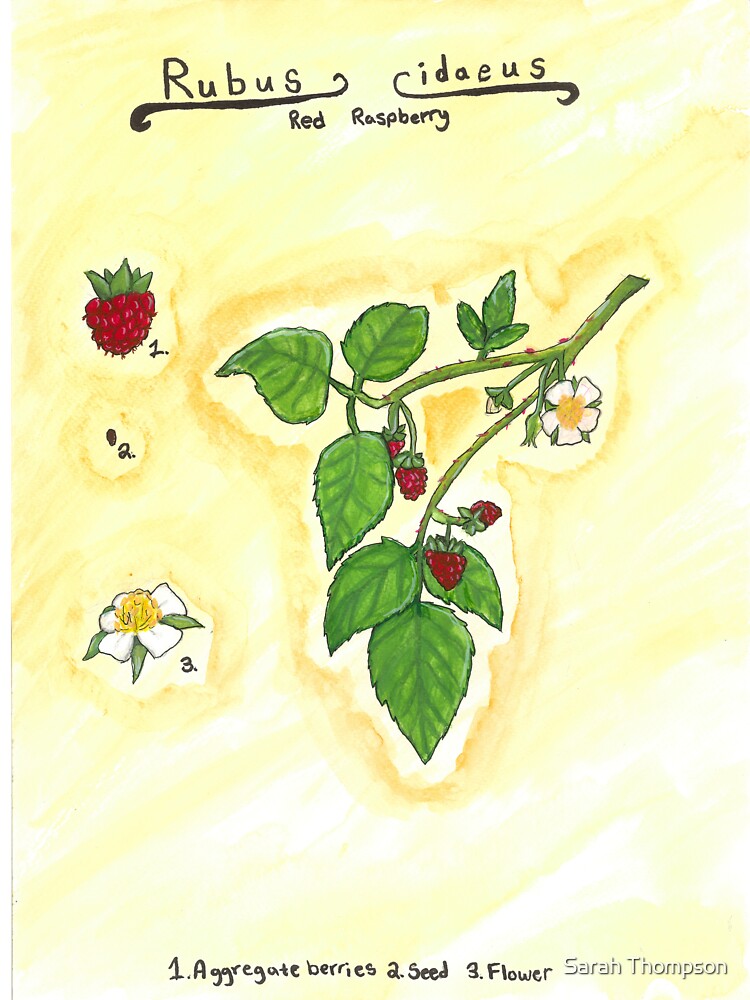 Rubus idaeus (Red Raspberry) by fhandsmcmike T-Shirts, Hoodie, Sweatshirt | BlankRebels.com (Image 3)