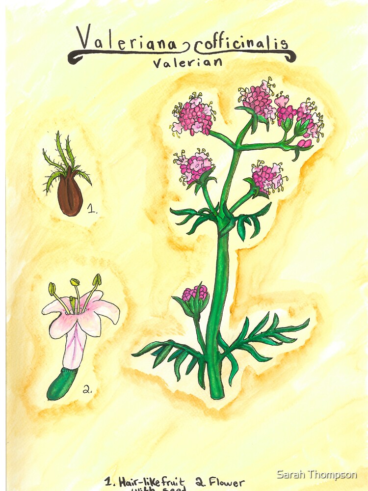 Valeriana officinalis (Valerian) by fhandsmcmike T-Shirts, Hoodie, Sweatshirt | BlankRebels.com (Image 3)