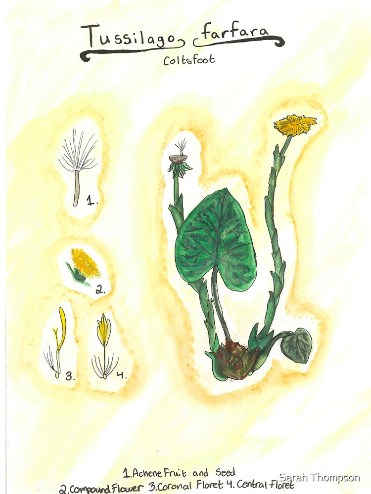 Tussilago farfara (Coltsfoot) by fhandsmcmike T-Shirts, Hoodie, Sweatshirt | BlankRebels.com (Image 3)