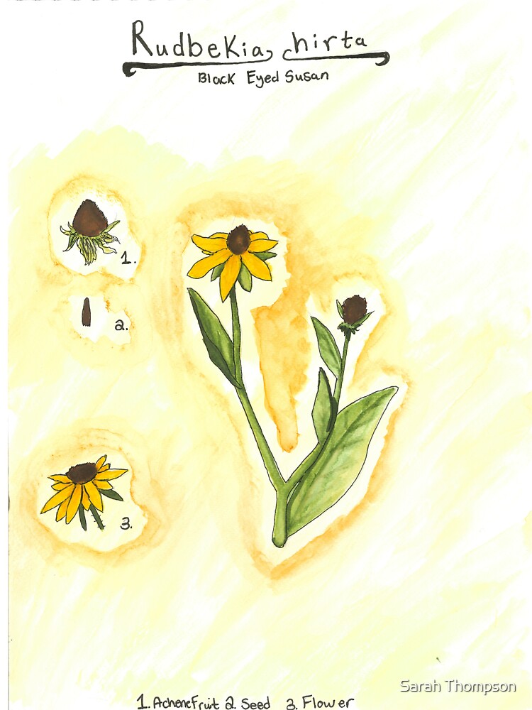 Rudbekia hirta (Black-Eyed Susan) by fhandsmcmike T-Shirts, Hoodie, Sweatshirt | BlankRebels.com (Image 3)