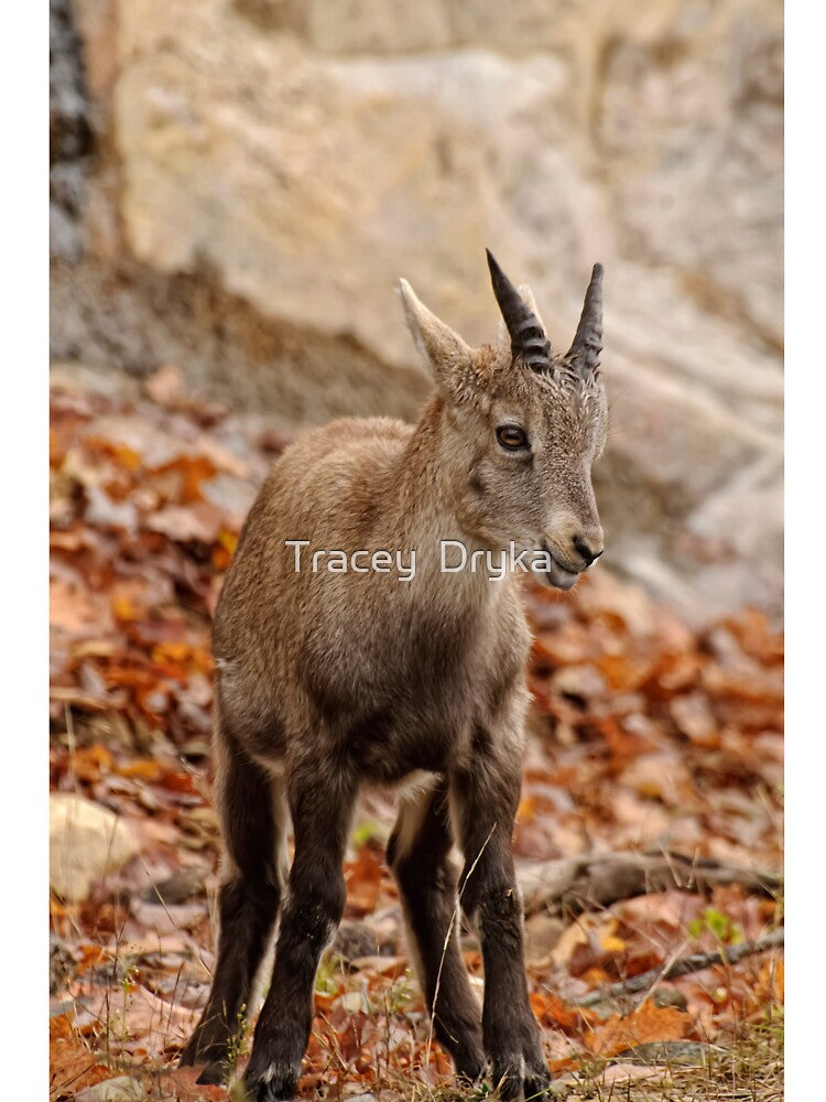 Ibex by Tracey  Dryka T-Shirts, Hoodie, Sweatshirt | BlankRebels.com (Image 3)