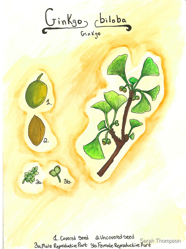Ginkgo biloba (Ginkgo) by fhandsmcmike T-Shirts, Hoodie, Sweatshirt | BlankRebels.com (Image 3)
