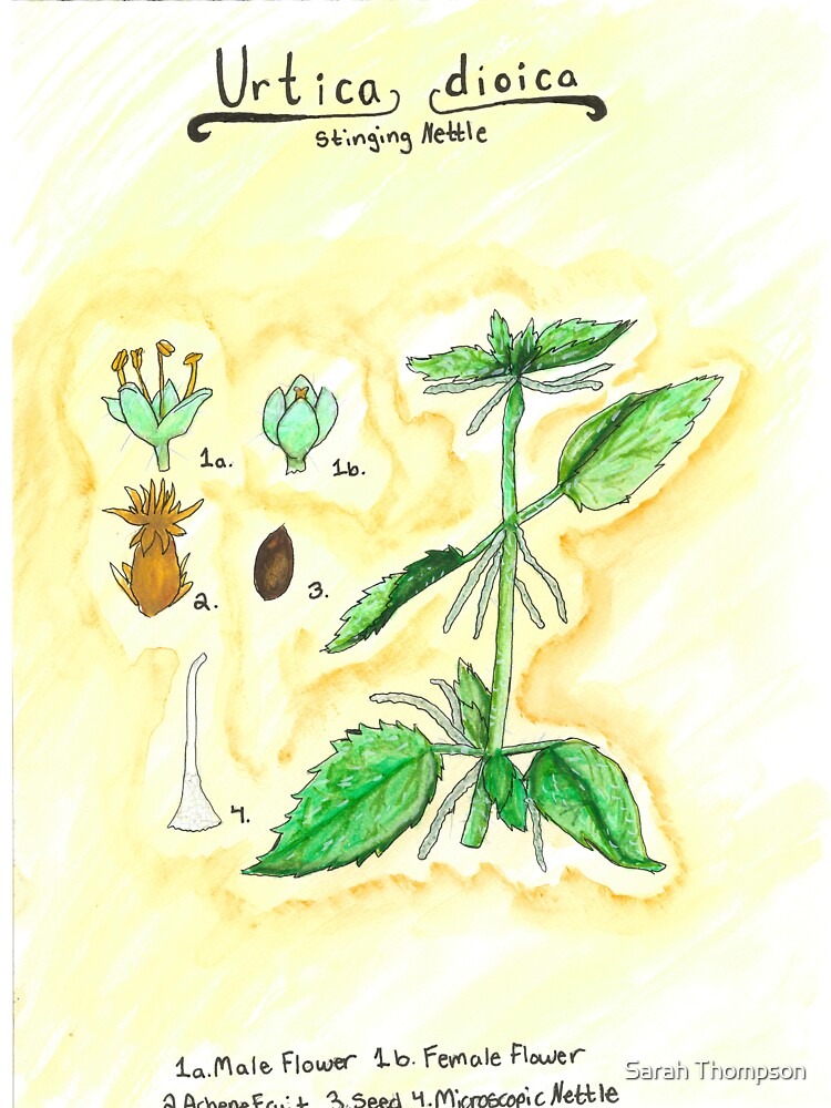 Urtica dioica (Stinging Nettle) by fhandsmcmike T-Shirts, Hoodie, Sweatshirt | BlankRebels.com (Image 3)