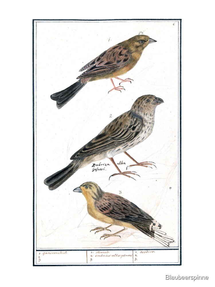 Vintage bird illustration, vintage by Blaubeerspinne T-Shirts, Hoodie, Sweatshirt | BlankRebels.com (Image 3)