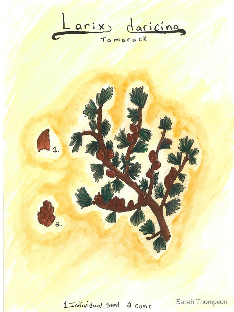Larix laricina (Tamarack) by fhandsmcmike T-Shirts, Hoodie, Sweatshirt | BlankRebels.com (Image 3)