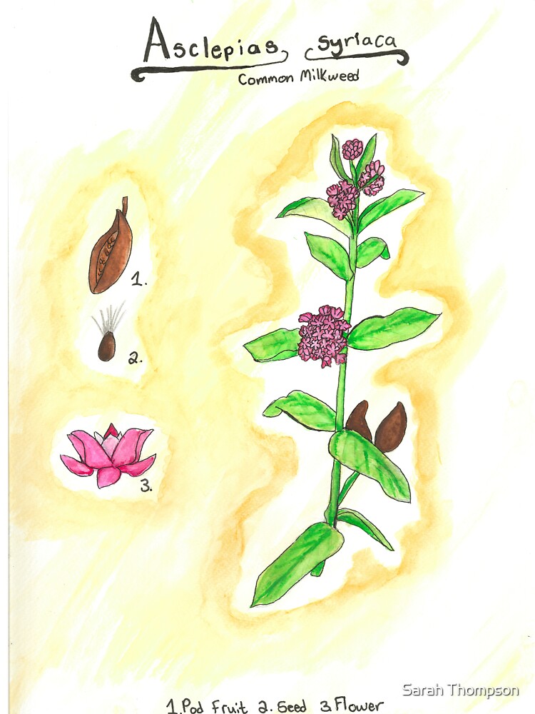 Aclepias syriaca (Common Milkweed) by fhandsmcmike T-Shirts, Hoodie, Sweatshirt | BlankRebels.com (Image 3)