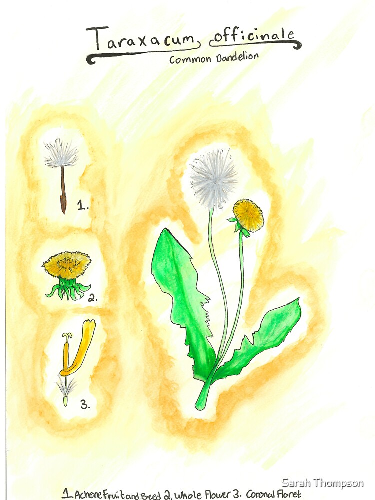 Taraxacum offinale (Common Dandelion) by fhandsmcmike T-Shirts, Hoodie, Sweatshirt | BlankRebels.com (Image 3)