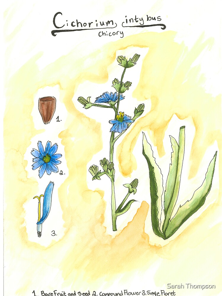 Cichorium intybus (Chicory) by fhandsmcmike T-Shirts, Hoodie, Sweatshirt | BlankRebels.com (Image 3)