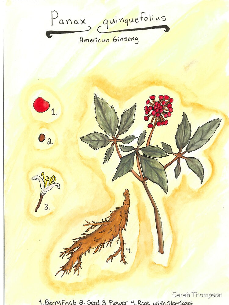 Panax quinquefolius (American Ginseng) by fhandsmcmike T-Shirts, Hoodie, Sweatshirt | BlankRebels.com (Image 3)