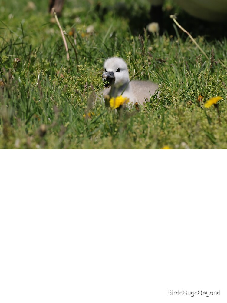 Baby Swan eating by BirdsBugsBeyond T-Shirts, Hoodie, Sweatshirt | BlankRebels.com (Image 3)