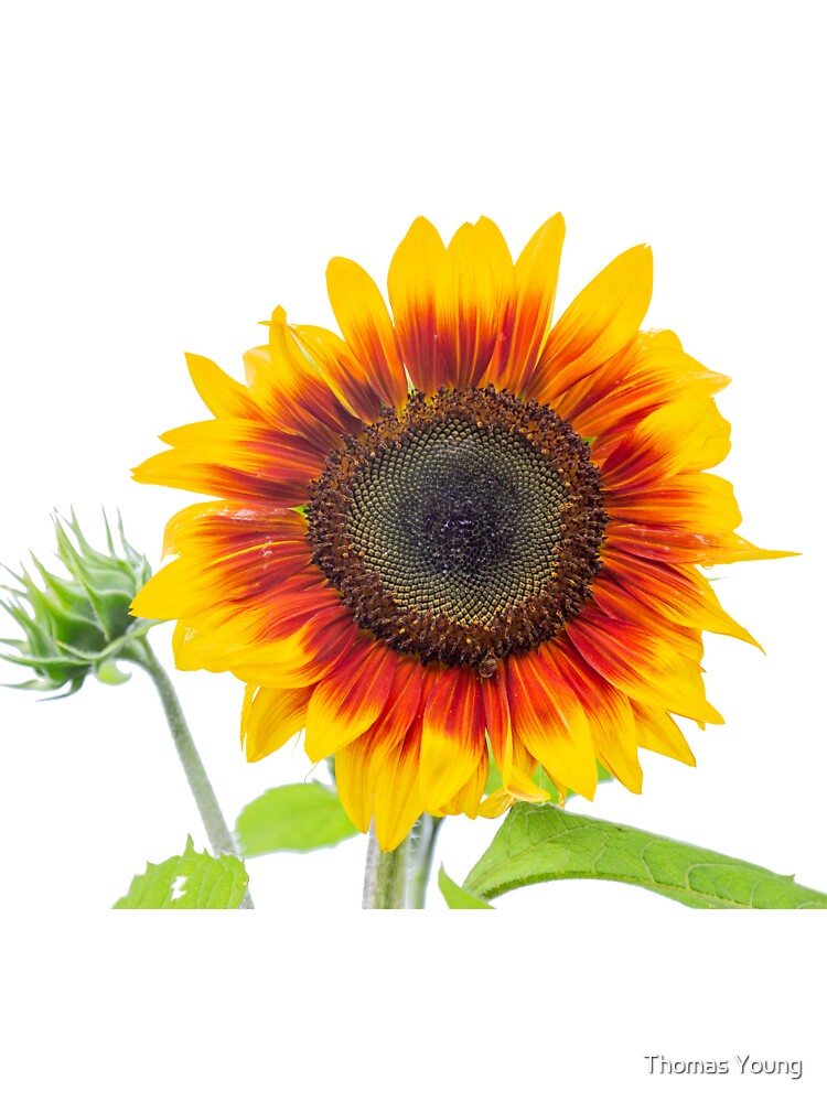 Sunflower 2018-1 by Thomasyoung T-Shirts, Hoodie, Sweatshirt | BlankRebels.com (Image 3)