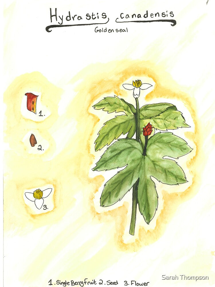 Hydrastis canadensis (Goldenseal) by fhandsmcmike T-Shirts, Hoodie, Sweatshirt | BlankRebels.com (Image 3)