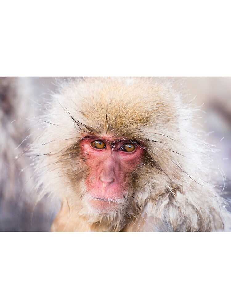 Wildlife Portrait - Snow Monkey (Japan) by Kellie Netherwood T-Shirts, Hoodie, Sweatshirt | BlankRebels.com (Image 3)