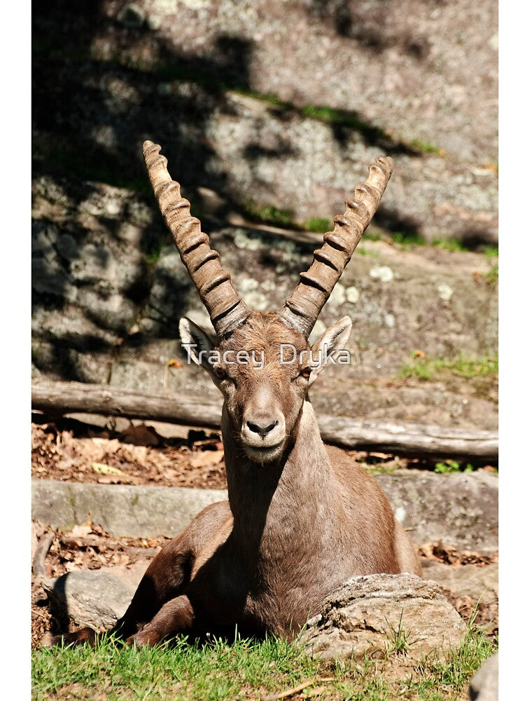 Ibex male by Tracey  Dryka T-Shirts, Hoodie, Sweatshirt | BlankRebels.com (Image 3)