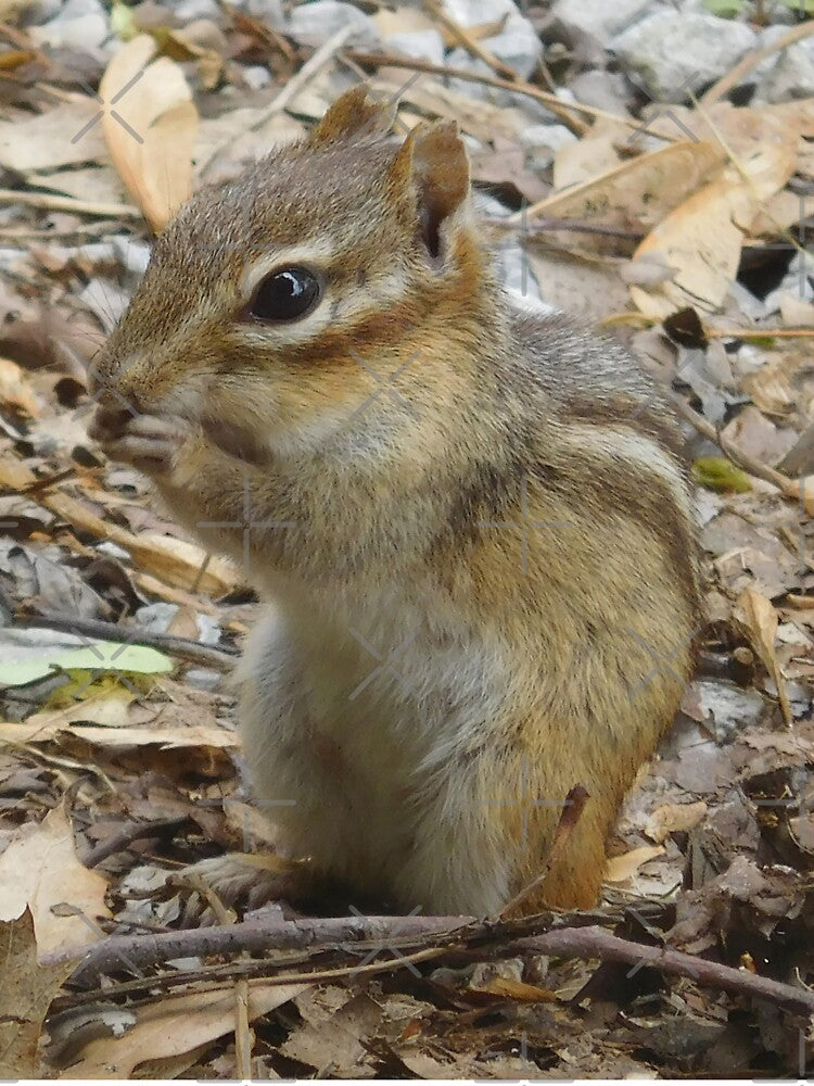 Chipmunk 2 by priesterjen T-Shirts, Hoodie, Sweatshirt | BlankRebels.com (Image 3)