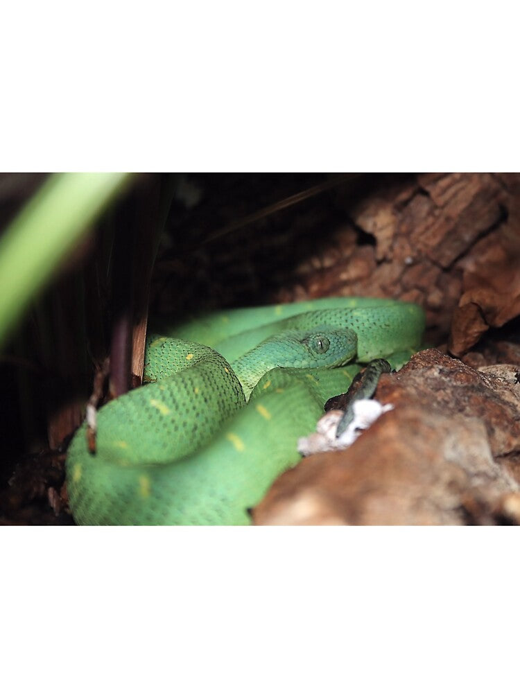 BUSH VIPER 2 by BOLLA67 T-Shirts, Hoodie, Sweatshirt | BlankRebels.com (Image 3)