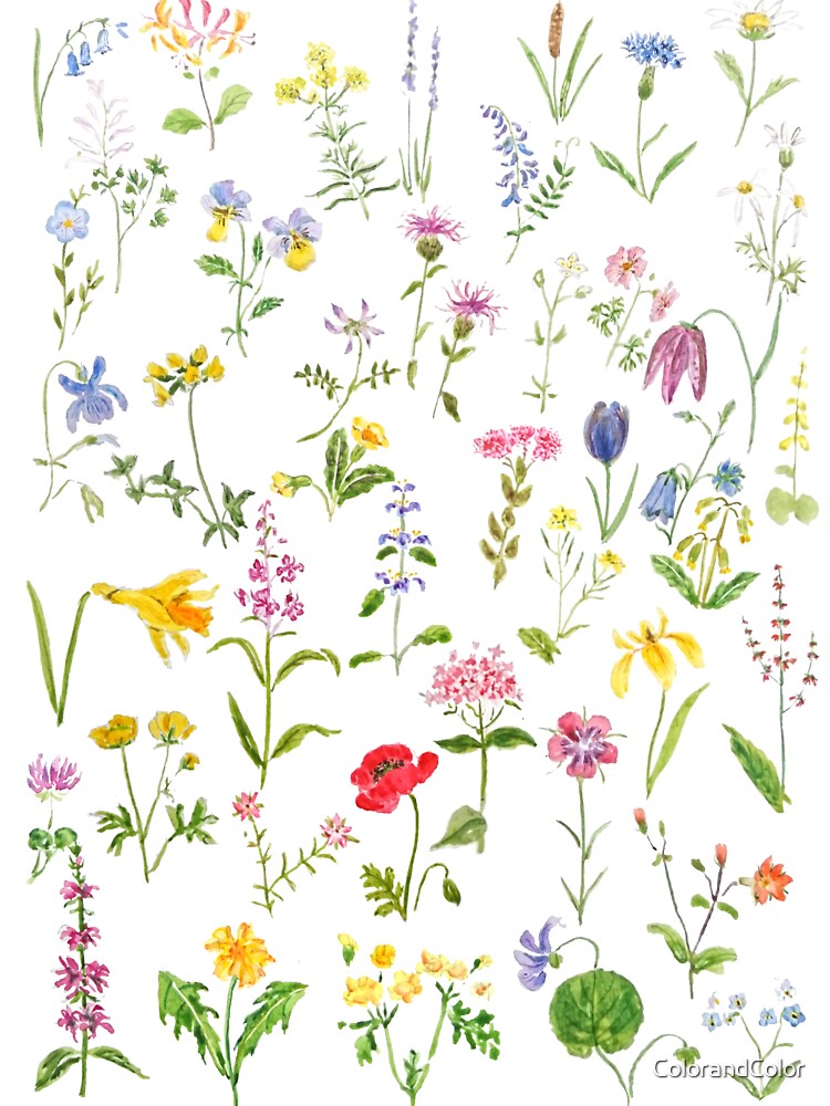 hand painted botanical colorful countryside wildflowers watercolor painting by ColorandColor