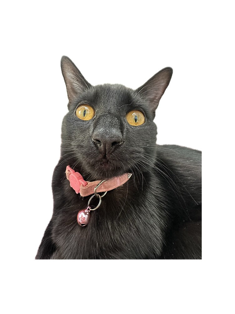 Crusty Black Cat by voidmom13 T-Shirts, Hoodie, Sweatshirt | BlankRebels.com (Image 3)