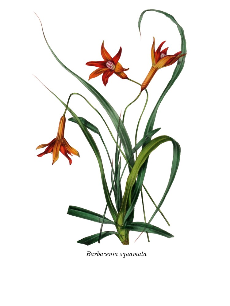 Vintage Botanical Flowers Barbacenia squamata by ambystomatees T-Shirts, Hoodie, Sweatshirt | BlankRebels.com (Image 3)