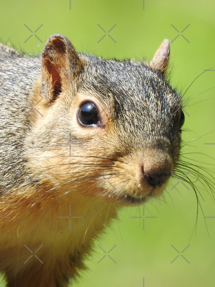 Squirrel Close-up by priesterjen T-Shirts, Hoodie, Sweatshirt | BlankRebels.com (Image 3)