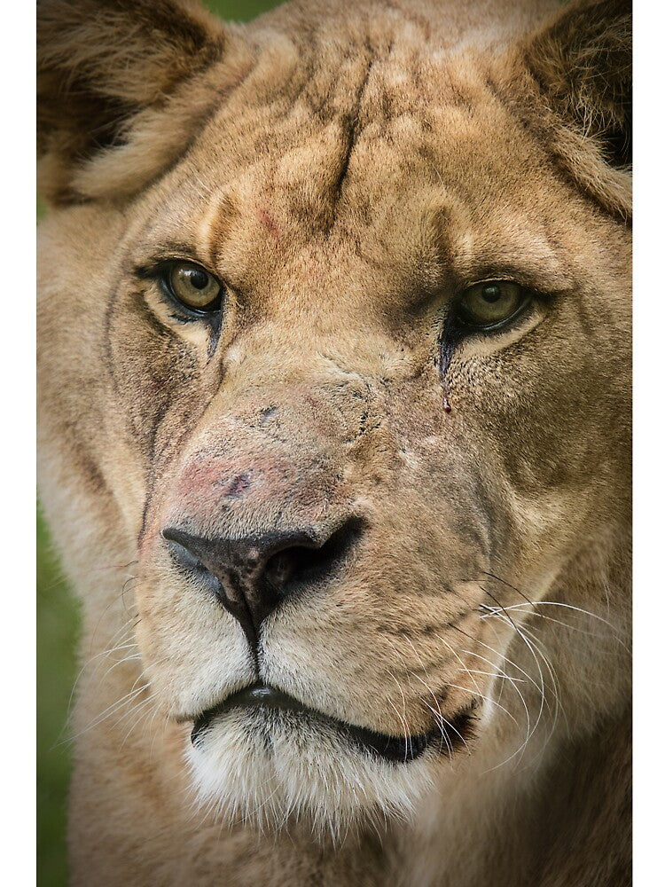 Lion by Conservation Art Emporium T-Shirts, Hoodie, Sweatshirt | BlankRebels.com (Image 3)